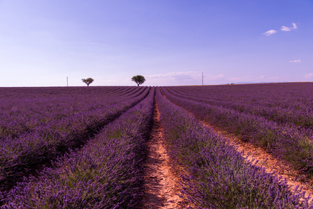 purple lavender flowers field with lonely tree valensole provence franceの写真素材