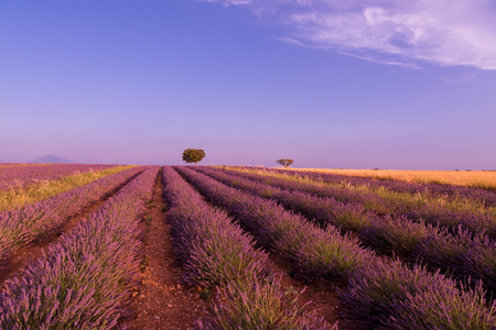 purple lavender flowers field with lonely tree valensole provence franceの写真素材