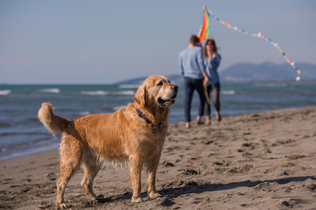 happy young family with kids having fun with a dog and  kite at beach during autumn dayの写真素材