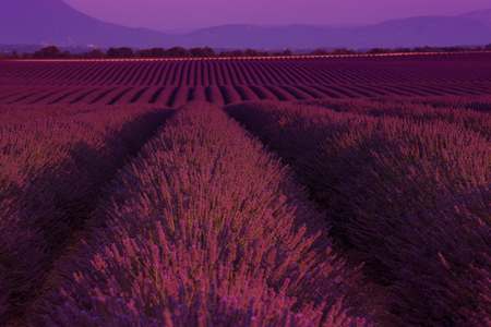 lavander field in summer purple aromatic flowers near valensole in provence franceの写真素材