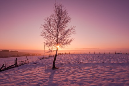 Winter landscape scenic  with lonely tree and fresh snow  against purple violet  sky with long shadows on beautiful fresh morningの写真素材
