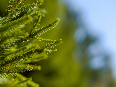 green  forest background prickly branches of a fur tree or pine tree