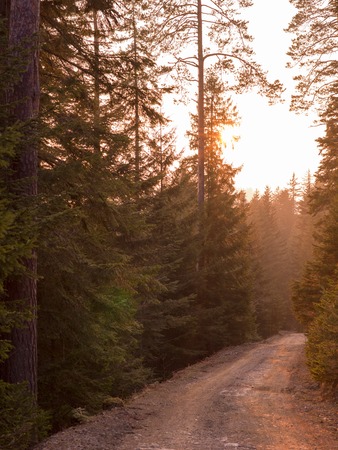 Forest landscape in spring sunset with filter in hipster vintage retro styleの写真素材