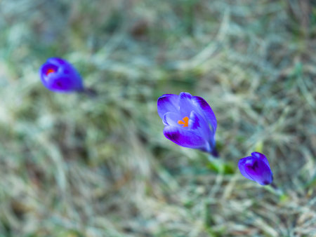 crocus purple flower first sign of spring