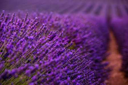 Close up Bushes of lavender purple aromatic flowers at lavender field in summer near valensole in...