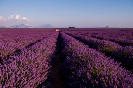 lonely old abandoned stone house at lavender field in summer purple aromatic flowers near valensole in provence franceの写真素材