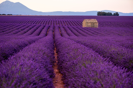 lonely old abandoned stone house at lavender field in summer purple aromatic flowers near valensole in provence franceの写真素材