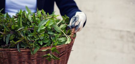 gardening woman holding wooden basket with healthy herbs ment peppermint tea fresh close upの写真素材