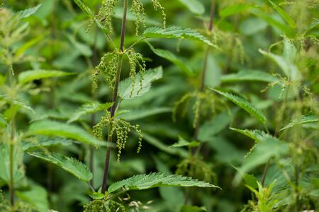 stinging nettles or urtica medical herb close up colorful and healty  plant tea natural backgroundの写真素材