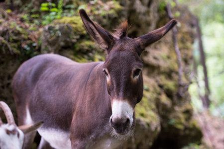 portrait of Donkey in the woods