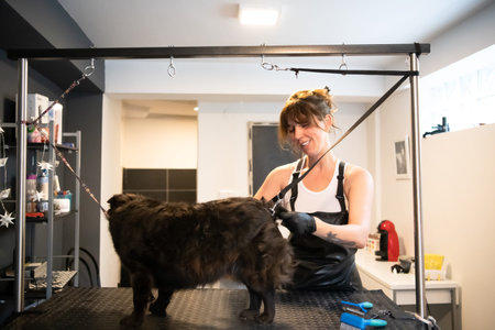 professional pet hairdresser hipster woman with tattoos cutting fur of cute black dog in beauty...