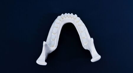 Lower human jaw with teeth anatomy model medical illustration isolated on blue background. Healthy teeth, dental care and orthodontic conceptの写真素材