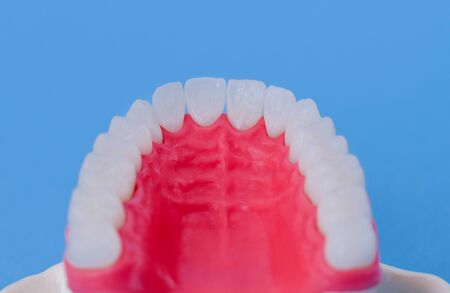 Upper human jaw with teeth and gums anatomy model medical illustration isolated on blue background. Healthy teeth, dental care and orthodontic conceptの写真素材