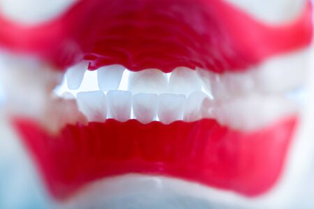 inside view of human jaw with teeth and gums anatomy model medical illustration  Healthy teeth, dental care and orthodontic conceptの写真素材