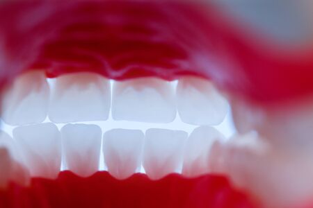 inside view of human jaw with teeth and gums anatomy model medical illustration  Healthy teeth, dental care and orthodontic conceptの写真素材