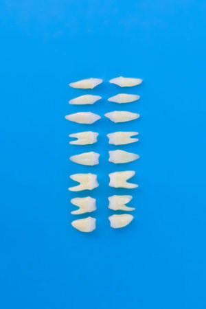 Prosthetic dentistry  White teeth on blue background Oral dental hygiene  Dental health concept ...