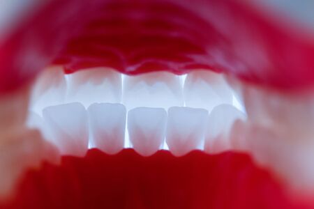 inside view of human jaw with teeth and gums anatomy model medical illustration  Healthy teeth, dental care and orthodontic conceptの写真素材