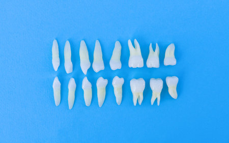 Prosthetic dentistry  White teeth on blue background Oral dental hygiene  Dental health concept ...