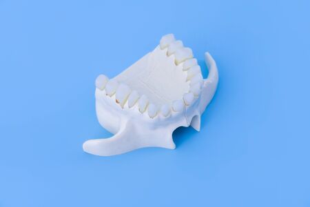 Upper human jaw with teeth anatomy model medical illustration isolated on blue background. Healthy teeth, dental care and orthodontic conceptの写真素材