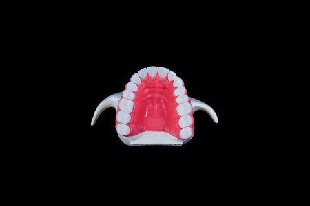 Upper human jaw with teeth and gums anatomy model medical illustration isolated on black background....