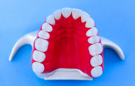 Upper human jaw with teeth and gums anatomy model medical illustration isolated on blue background....