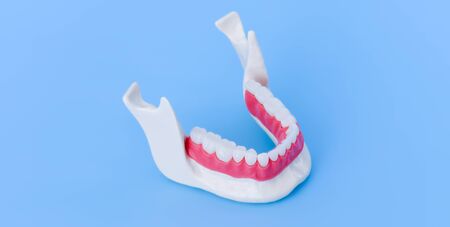 Lower human jaw with teeth and gums anatomy model medical illustration isolated on blue background. Healthy teeth, dental care and orthodontic conceptの写真素材
