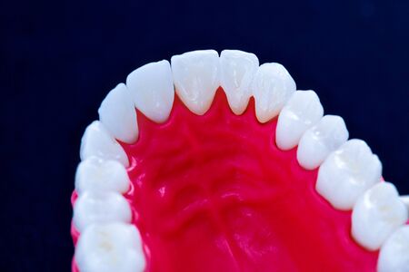 Upper human jaw with teeth and gums anatomy model medical illustration isolated on blue background. Healthy teeth, dental care and orthodontic conceptの写真素材