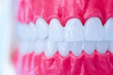 Human jaw with teeth and gums anatomy model medical illustration isolated on blue background. Healthy teeth, dental care and orthodontic conceptの写真素材