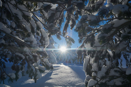 winter sunrise with fresh snow covered forest and mountains