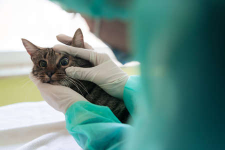 Veterinary clinic. Female doctor portrait at the animal hospital holding cute sick catの写真素材