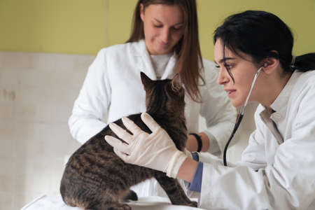 Veterinary team for treating sick cats, Maintain animal health Concept, animal hospitalの写真素材