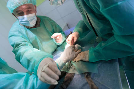 Real abdominal surgery on a cat in a hospital settingの写真素材