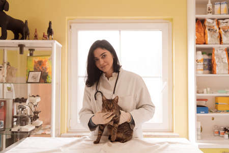 Veterinary clinic. Female doctor portrait at the animal hospital holding cute sick catの写真素材