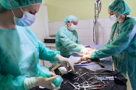 Real abdominal surgery on a cat in a hospital settingの写真素材