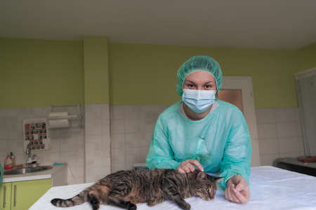 A female doctor at the animal hospital in the surgery room cute sick cat ready for veterinary examination and treatmentの写真素材