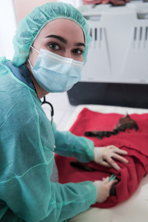 Veterinarian measuring the temperature of little kitten after sterilization surgeryの写真素材