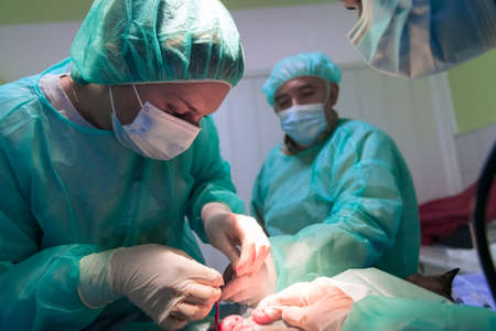 Real abdominal surgery on a cat in a hospital settingの写真素材