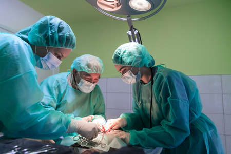 Real abdominal surgery on a cat in a hospital settingの写真素材