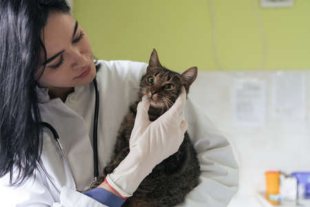 Veterinary clinic. Female doctor portrait at the animal hospital holding cute sick catの写真素材