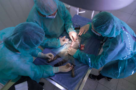 Real abdominal surgery on a cat in a hospital settingの写真素材