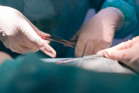 A surgeon and veterinarians team performing castration or sterilization operation on a cat in an animal hospital.の写真素材