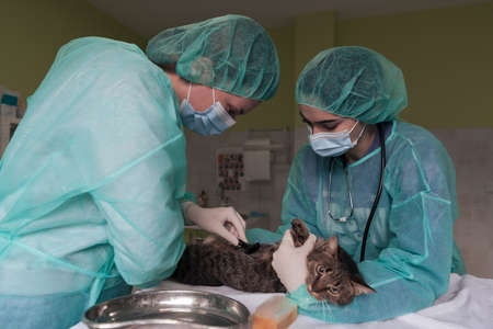 Veterinary team for treating sick cats, animal hospital. Preparing cat for surgery by shaving belly.の写真素材