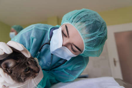 A female doctor at the animal hospital in the surgery room cute sick cat ready for veterinary examination and treatmentの写真素材