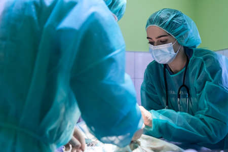 Real abdominal surgery on a cat in a hospital settingの写真素材