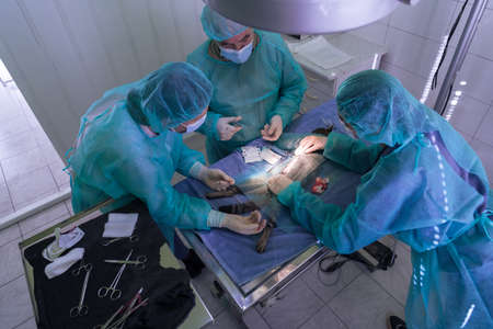 Real abdominal surgery on a cat in a hospital settingの写真素材