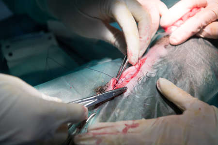 A surgeon and veterinarians team performing castration or sterilization operation on a cat in an animal hospital.の写真素材