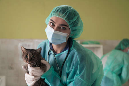 A female doctor at the animal hospital in the surgery room cute sick cat ready for veterinary examination and treatmentの写真素材