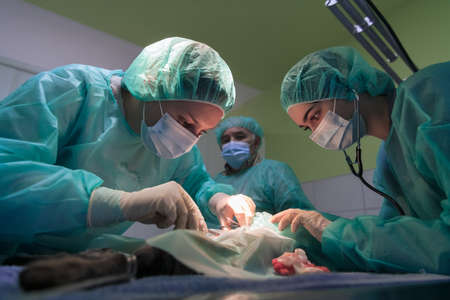 Real abdominal surgery on a cat in a hospital settingの写真素材