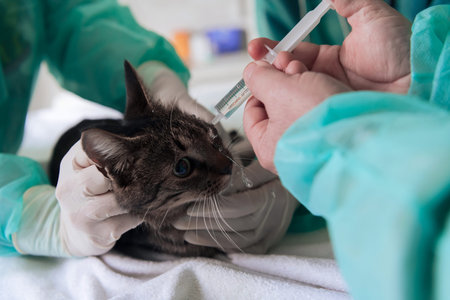 Female surgeon or doctor at the animal hospital preparing cute sick cat for surgery, putting drops...