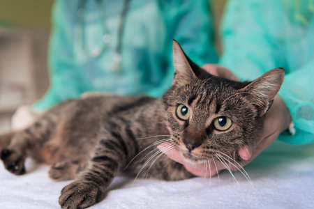 Veterinarian measuring the temperature of little kitten